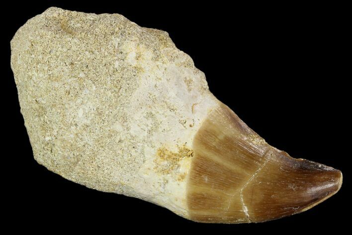 Fossil Rooted Mosasaur (Prognathodon) Tooth - Morocco #118373